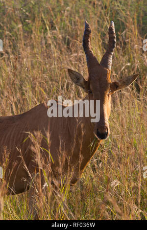 Lelwel, Hartebeest Alcelaphus buselaphus lelwel è una delle varie sottospecie di hartebeest e si verifica in Murchison Falls National Park. Foto Stock