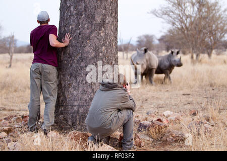 Rhinocerous bianco, Ceratotherium simum, hanno povera vista ma un buon senso di odore. Questi giovani uomini su un safari a piedi prendere la copertura dietro a un albero Foto Stock