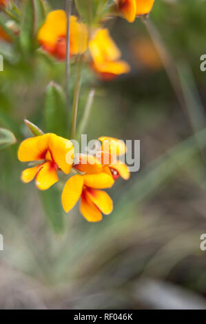 Fiori Selvatici del Vittoriano High Country, Alpi Australiano, Victoria, Australia Foto Stock