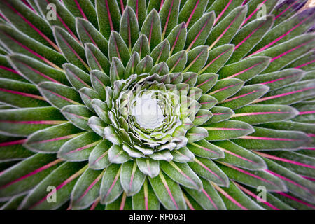 Il giorno 4, gli escursionisti sul percorso di Kilembe, Rwenzori National Park, Uganda, pass Afro vegetazione alpina zona dove gigante endemica lobelia crescere ai giganti Foto Stock