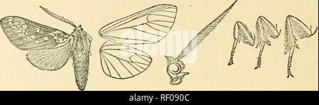 . Catalogo dei lepidotteri Phalaenae nel British Museum. Falene. 432 ARCTIAD^. lato, il primo giunto crimson, il 2° ochreous all'estremità; gambe crimson, contornate da ochreous, i giunti tarsale inanellato con nero : addome cremisi pallido sopra, ochreous qui di seguito. Parafango anteriore scuro. Fig. 177.-Metacrisia courregesi, Cj. . Marrone; con un ochreous patch a base sulla quale è un oscuro marrone-refilato band e alcuni rosa sul margine interno ; un ochreous spot nella fine della cella e posto sotto la base di una vena 2 ; una linea obliqua di post- banda mediale con serie di più pallida di colore marrone-refilato spot su ciascun bordo ; ciglia a scacchi e marrone Foto Stock