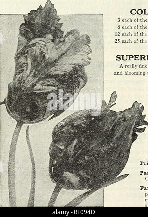 . Dreer dell elenco di mezza estate 1931. Semi di fiori di cataloghi; frutto Semi cataloghi; semi di ortaggi cataloghi; Vivai (orticoltura) cataloghi; attrezzature da giardinaggio e i cataloghi dei materiali di consumo. Doppio primi tulipani. Parrot o Dragon tulipani collezioni di tulipani doppia 3 ciascuno dei dodici varietà, 36 lampadine $2 30 postpagato 6 ciascuno dei dodici varietà, 72 bulbi 4 40 12 ciascuna delle dodici varietà, 144 lampadine 8 50 25 ciascuno dei dodici varieries, 300 lampadine   16 00 superba doppio misto primi tulipani davvero una miscela fine, avente una gamma completa di colori, crescente alla stessa altezza e fioritura insieme. 65 cts. per doz.; $ Foto Stock