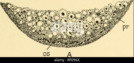 . Embriologia di insetti e myriapods; la storia evolutiva degli insetti, millepiedi e millepedes da uovo desposition [!] alla schiusa. Embriologia -- insetti; embriologia -- Myriapoda. Sifone APTERA E DIPT SER 371 quando i nuclei di scissione di inserire questo strato. Diventa quindi più spessa quando i nuclei di raggiungere la superficie. La chiusura del blastoderm sotto l. Si prega di notare che queste immagini vengono estratte dalla pagina sottoposta a scansione di immagini che possono essere state migliorate digitalmente per la leggibilità - Colorazione e aspetto di queste illustrazioni potrebbero non perfettamente assomigliano al lavoro originale. Johannsen, O Foto Stock