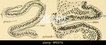 . Embriologia di insetti e myriapods; la storia evolutiva degli insetti, millepiedi e millepedes da uovo desposition [!] alla schiusa. Embriologia -- insetti; embriologia -- Myriapoda. 348 EMBRIOLOGIA DI INSETTI E MYRIAPODS. A B Fig. 306.-Diacrisia. Proctodaeum (A) e stomodaeum {B) di 65 ore di embrione. {Am) Amnion. {Ir) Labrum. (Wes) mesoderma, {vroct Proctodaeum). {Stom) Stomo- daeum. (Suboesb) Subesophageal corpo.. Si prega di notare che queste immagini vengono estratte dalla pagina sottoposta a scansione di immagini che possono essere state migliorate digitalmente per la leggibilità - Colorazione e aspetto di queste illustrazioni m Foto Stock