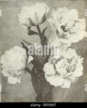 . Dreer la metà estate list 1928. Semi di fiori di cataloghi; semi di ortaggi cataloghi; Vivai (orticoltura) cataloghi; attrezzature da giardinaggio e i cataloghi dei materiali di consumo. Collezioni di tulipani doppia 3 ciascuno dei dieci varietà, 30 lampadine $2 25 postpagato 6 ciascuno dei dieci varietà. 60 bulbi 3 60 " 12 ciascuna delle 10 varietà, 120 lampadine 7 00 " 25 ciascuna delle 10 varietà, 250 lampadine 13 50 ,", Parrot o DRAGON TULIPANI molto grandi fiori di singolare e pittoresco forme e colori brillanti; molto bella e interessante. I petali sono curiosamente orlate o tagliare. Essi formano stravagante vistose fl Foto Stock