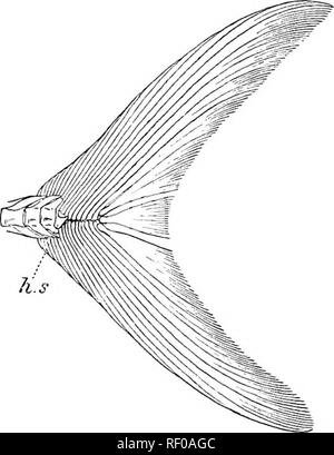 . Il Cambridge storia naturale. Zoologia. ACANTHOPTERYGII 67s divisione 11-SCOMBRIFOEMES. Nessun soggiorno ossea per il praeopercle. Apofisi dorsali, se distinti, formata di breve o debole, esili spine. Di solito Epipleurals attaccato al centra quando le nervature sono sessili o al para- pophyses delle vertebre, raramente alle nervature. Arco pettorale simile a quella dell'Perciformes, ma pterygials talvolta più abbreviata. Le pinne ventrali del torace. Pinna caudale, se ben sviluppato, con molto numerosi raggi a forcella profondamente alla base. Sebbene legati da legami naturali, la serie di famiglie che si raggruppano intorno al Foto Stock