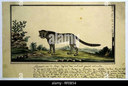 Acinonyx jubatus (Cheetah). Relatore: Robert Jacob Gordon. Dating: Ott-1777 - Mar-1786. Misurazioni: h 660 mm × W 480 mm; h 262 mm × W 422 mm; h 189 mm × W 350 mm. Museo: Rijksmuseum Amsterdam. Foto Stock