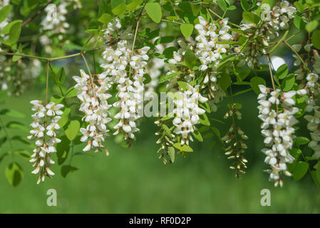 Fragranti grappoli di bianco fiori di acacia contro lo sfondo di lussureggiante fogliame verde nel Parco di primavera Foto Stock