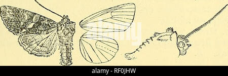 . Catalogo dei lepidotteri Phalaenae nel British Museum. Falene; Lepidotteri. DICHONIA. 293 cliiefly guarnito con bilance la tegiilte dorsalmente prodotta da una cresta; la testa, pro- e metathorax con diffusione di creste ; pectus e tibite vestita con capelli lunghi; addome dorsale witli serie di creste e frange laterali di capelli. Parafango anteriore piuttosto strette, il terraen obliquamente curvo vene ; 3 e 5 dal vicino a angolo di cella; 6 dall'angolo superiore ; 9 da 10 anastomosing con 8 per formare le areole; 11 dalla cella. Hind ala con vene 3, 4 dall'angolo della cella 5 obsoleti dal centro di discocellula Foto Stock