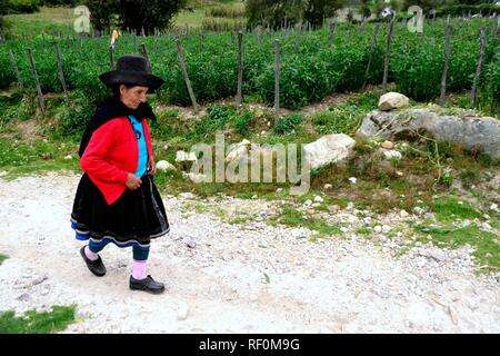 Harvest Astromelias gigli - comunità contadina in Humacchuco - Parco Nazionale HUASCARA. Dipartimento di Ancash.PERÙ Foto Stock