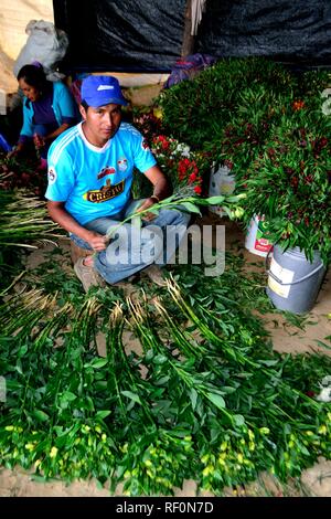 Harvest Astromelias gigli - comunità contadina in Humacchuco - Parco Nazionale HUASCARA. Dipartimento di Ancash.PERÙ Foto Stock