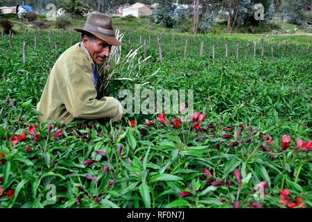 Harvest Astromelias gigli - comunità contadina in Humacchuco - Parco Nazionale HUASCARA. Dipartimento di Ancash.PERÙ Foto Stock