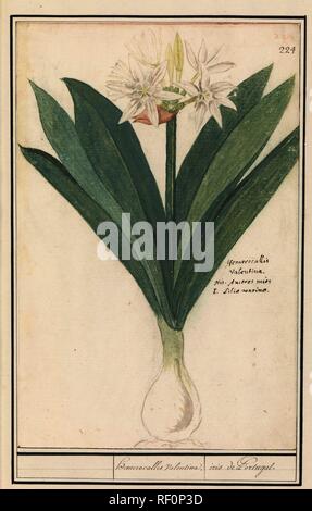 Amaryllis (Hippeastrum); hemerocallis Valentina. / Iris de Portugal. (Titolo in oggetto). Relatore per parere: Anselmus Boëtius De Boodt. Relatore per parere: Elias Verhulst. Dating: 1596 - 1610. Luogo: Praag. Misurazioni: h 304 mm × W 198 mm. Museo: Rijksmuseum Amsterdam. Foto Stock