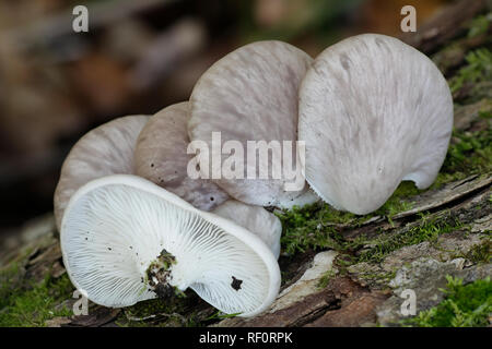 Pleurotus pulmonarius, comunemente noto come le ostriche Indiano, Italiano ostrica, Phoenix, fungo o polmone Oyster Foto Stock