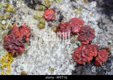 Struttura ad albero rosso cervello fungo, Peniophora rufa Foto Stock