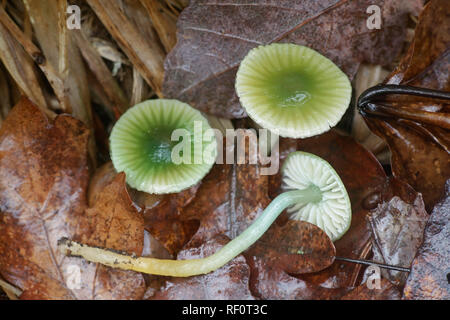 Gliophorus psittacinus, comunemente noto come il pappagallo Toadstool o Waxcap Parrot Foto Stock