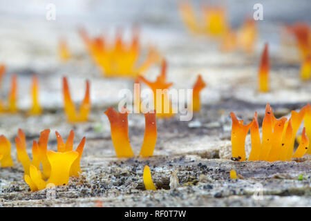 Calocera cornea, piccolo fungo Stagshorn Foto Stock