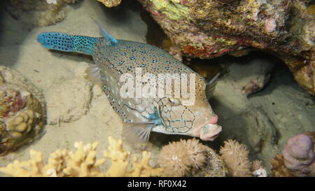 Blue Spotted clown naso pesci scatola appoggiata al reef del Mar Rosso, Egitto Foto Stock