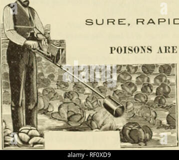 . Catalogo di Northern coltivate patate da semina. Vivai (orticoltura) Minnesota cataloghi; Verdure cataloghi; patate Semi cataloghi. Migliaia in uso. . D Ho STRI BUTES Green, Londra viola, zolfo, l'elleboro, calce, "FUNGIROID", polvere di tabacco, ecc. |3&GT; per la fattoria, frutteto, vigneto e giardino. . Sicuri, rapidi e sicuri, forte e cheiap. I veleni ABE PIÙ EFFICACE " II I N APPLICATO DHV. Distrugge i bug di patata e di tutti gli insetti. Impedisce Blight.. Applicare in qualsiasi momento della giornata su Ory o fogliame umido. Con solo un decimo della popolazione, il tempo e il costo richiesti da altri dispositivi e metodi e con Foto Stock
