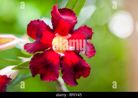 Rose del deserto sono splendidamente utilizzato per la decorazione del giardino. Foto Stock