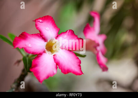 Rose del deserto sono splendidamente utilizzato per la decorazione del giardino. Foto Stock
