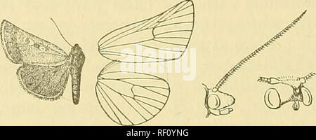 . Catalogo dei lepidotteri Phalaenae nel British museum. Falene. 640 NOCTUIDJE. Genere MENEPTERA, nov. Tipo, M. diopis. Proboscide interrotto, minuto ; palpi porrect, che non si estendono per essere3'0nd il risalto frontale e moderatamente scalati, la terza falange breve; frons con lunga conica tronca il riflettore con edgos sollevata in corrispondenza di estremità ; gli occhi piuttosto piccola ed ellittica; antennse femminile di ciliate; thorax vestita con capelli e scale e misti senza creste ; tibi^ moderatamente sfrangiato con capelli ; addome senza creste. Parafango anteriore stretto, costa escisso oltre metà; l'apice prodotta verso l'alto, il TBE Foto Stock