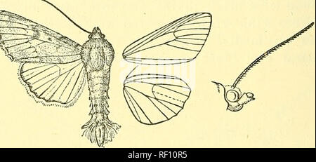 . Catalogo dei lepidotteri Phalaenae nel British Museum. Falene; Lepidotteri. 692 genere AGROTISIA, nov. Tipo, A. sulJiyalina. Proboscide completamente sviluppato ; palpi capovolto, l 2annuncio joint raggiungendo a circa metà del frons, le scale alle estremità prodotte da un punto davanti, la 3a breve, ampiamente sigillato ; frons liscia; occhi grandi, arrotondate; antennse di maschio ciliate ; testa e torace vestita principalmente con le scale e senza creste distinti ; tibige moderatamente sfrangiato con capelli; addome senza creste. Parafango anteriore piuttosto lunghe e strette, apice arrotondato, Il termen obliquamente curvi e non la cre Foto Stock