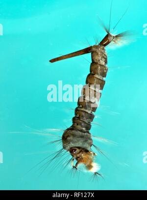 Larva di zanzara in acqua di Culex pipiens macro Foto Stock