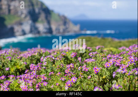 Cape Point dove si incontrano gli oceani Indiano e Atlantico, è parte della Table Mountain National Park, Cape Town, Provincia del Capo Occidentale, Sud Africa. Foto Stock