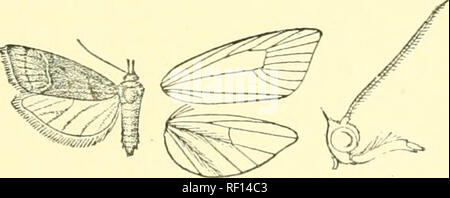 . Catalogo dei lepidotteri Phalaenae nel British Museum. Falene. PEXIJfOLA. 79 Genere PEXINOLA, nov. Tipo, P. longirostris. Proboscide completamente sviluppato ; porrect palpi, che si estende ben tre volte tli(^ lunghezza della testa e fortemente curvata verso il basso e la seconda falange fringod con i capelli al di sopra e con ciuffo a seguito di ingombro, la terza ben sviluppato; antenne della femmina ciliate minutamente; gambe lunghe e sottili, gli speroni a lungo. Parafango anteriore allungata, stretta, l'apice prodotte e acuta ; le vene 2 e 3 curve, l'ex da vicino a angolo di cella, tlie ultimo da angolo; 4 da angolo ; fi da angolo di cui sopra Foto Stock