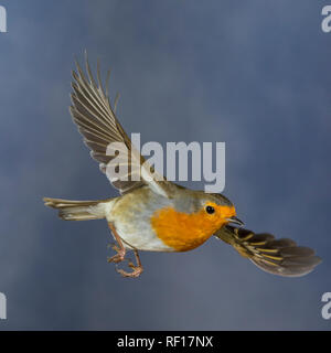Rotkehlchen, fliegend, im societé Flug, Flugbild, Erithacus rubecula, robin, Europeo robin, pettirosso, volo, flighing, Le Rouge-gorge familier Foto Stock