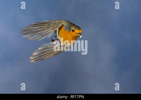 Rotkehlchen, fliegend, im societé Flug, Flugbild, mit Vogelfutter im Schnabel, Erithacus rubecula, robin, Europeo robin, pettirosso, volo, flighing, L Foto Stock