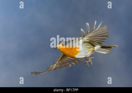 Rotkehlchen, fliegend, im societé Flug, Flugbild, Erithacus rubecula, robin, Europeo robin, pettirosso, volo, flighing, Le Rouge-gorge familier Foto Stock