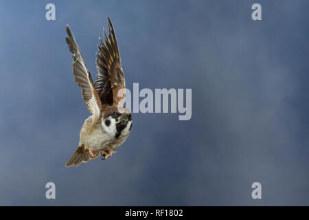 Feldspatz, im societé Flug, fliegend, Flugbild, Feld-Spatz, Feldsperling, Feld-Sperling, Spatz, Spatzen, Sperling, Passer montanus, tree sparrow, volo, flyi Foto Stock