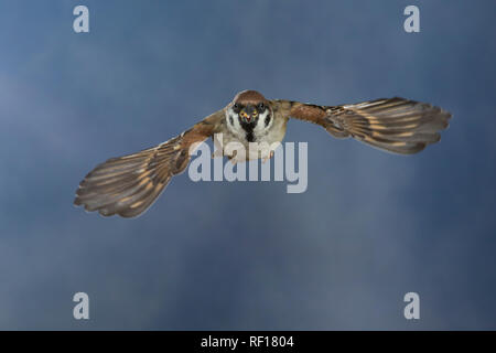 Feldspatz, im societé Flug, fliegend, Flugbild, Feld-Spatz, Feldsperling, Feld-Sperling, Spatz, Spatzen, Sperling, Passer montanus, tree sparrow, volo, flyi Foto Stock