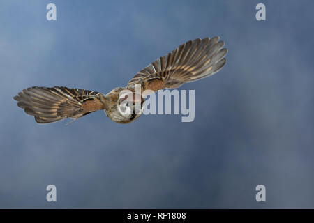 Feldspatz, im societé Flug, fliegend, Flugbild, Feld-Spatz, Feldsperling, Feld-Sperling, Spatz, Spatzen, Sperling, Passer montanus, tree sparrow, volo, flyi Foto Stock