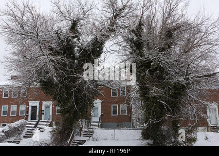 A seguito di una tempesta di neve, due (2) alberi innevati nella parte anteriore del mattone rosso case a schiera a Baltimora, Maryland, creare dramma contro un bianco, cielo nuvoloso. Foto Stock