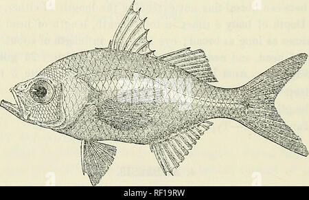 . Catalogo di acqua fresca di pesci in Africa nel British Museum di storia naturale). British Museum (storia naturale); PESCI; animali d'acqua dolce. 112 SERRAN1D.E. Di seguito Ventrals base dei pettorali, con una squamosa processo basale. Le vertebre 24 (10 + 14). Oceani Indiano e Pacifico; poche specie nelle acque dolci. Una specie deve essere incluso nel africana di fresco-acqua fauna*. 1. AMBASSIS COMMERSONII. Centropomus ambassis, Lacep. Hist. Poiss. iv. p. 273 (1802). Ambassis commersonii, Guv. &Amp; Val. Hist. Poiss. ii. p. 176, pi. XXV. (1828); Bleek. Verh. Batav. Gen. xxii. 1849, p. 30 ; Giinth. Cat. Foto Stock