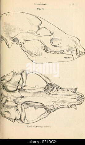 . Catalogo di carnivori, pachydermatous e edentate Mammalia ... in ... Museo. . Cranio di Ardoni/x col/un'^. Si prega di notare che queste immagini vengono estratte dalla pagina sottoposta a scansione di immagini che possono essere state migliorate digitalmente per la leggibilità - Colorazione e aspetto di queste illustrazioni potrebbero non perfettamente assomigliano al lavoro originale. British Museum. Dipartimento di Zoologia. [Mammiferi]; grigio, John Edward, 1800-1875. Londra Foto Stock