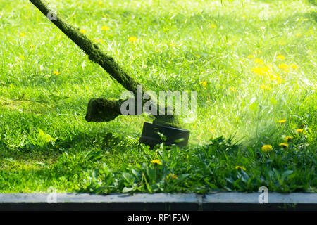 Crazy il taglio di erba con brushcutter. testa con nylon linea il taglio di erba e tarassaco in piccoli pezzi. battenti impianto grumi. Bellissimo il giardinaggio ba Foto Stock