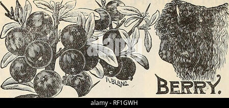 . Catalogo 1895 : tutto per il coltivatore di frutta. Vivai (orticoltura) Ohio Bridgeport cataloghi; alberi da frutto piantine Cataloghi Cataloghi di frutta; piante ornamentali, cataloghi. 26 Reid's vivai-catalogo dei piccoli frutti, ecc.. BUFFALO Berry. Il frutto assomiglia a piccole di uve secche di Corinto, ma è di più ricco di gusto e letteralmente copre i ramoscelli e le filiali. Se riuniti non rimarrà sulle piante attraverso l'inverno. Stimato per torte, crostate, marmellate, gelatine, ecc. Le piante sono molto resistente e facilmente coltivati, e recare abbondanti raccolti di frutta ogni anno. Come il maschio e la femmina di fiori sono b Foto Stock