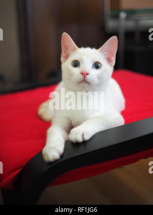 Baby Mitzie il punto di fiamma siamesi quando aveva 3 mesi di età Foto Stock