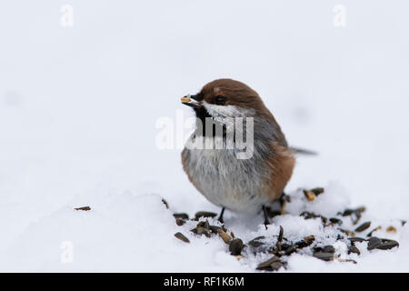 Luisa boreale in inverno Foto Stock