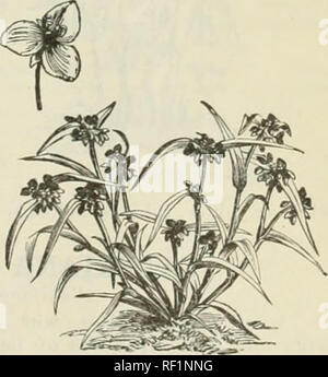 . Catalogo di hardy alberi ornamentali, arbusti, e vigne, Hardy fiori e grandi e piccoli frutti. Vivai (orticoltura) Massachusetts cataloghi; piante ornamentali, cataloghi; alberi piantine cataloghi; arbusti ornamentali cataloghi; fiori Cataloghi Cataloghi di frutta. Catalogo del vivaio di lettura, messa. -J. W. Manning, titolare. 145 timo - il timo. (I.abiata.) piuttosto a bassa crescita liane, fiorente in qualsiasi condizione di luce, ben drenato e particolarmente adatta per il rivestimento di banche a secco; il noss specie affini preferiscono un parzialmente ombreggiata situazione e sono migliori del rock-lavoro. T. Chanicedrys var. lanuginosu Foto Stock