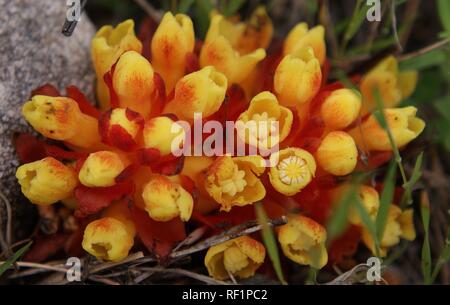 Cytinus hypocistis Foto Stock