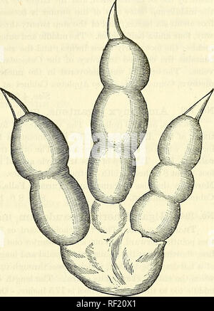 . Catalogo dei calchi di fossili, dai principali musei di Europa e America, con brevi descrizioni e illustrazioni. Fossili. AVES. No. 191. Brontozoum giganteum, sollevatore. Traccia singola (impres- sione e sollievo), sulla lastra. Questo è il più grande tridactyle" impres sion mai scoperto. Esso meas- ures diciotto pollici di lunghezza, abbracciando una zona di tredici pollici quadrato entro il suo out- linee, ed è in grado di trattenere due litri di acqua. Il mid- dle e dita esterno misura 12 ed una metà pollici,âlength della griffa, 1,75 poll. La stampa è notevolmente ben definito, hav- ing tutti la fedeltà di Foto Stock