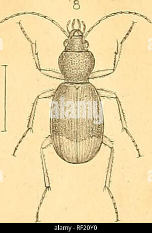 . Catalogo dei coleotteri delle regioni adiacenti alla linea di confine tra gli Stati Uniti e il Messico. Coleotteri; coleotteri; coleotteri; coleotteri; coleotteri. .. Si prega di notare che queste immagini vengono estratte dalla pagina sottoposta a scansione di immagini che possono essere state migliorate digitalmente per la leggibilità - Colorazione e aspetto di queste illustrazioni potrebbero non perfettamente assomigliano al lavoro originale. Le Conte, John Lawrence, 1825-1883. [Philadelphia] Foto Stock