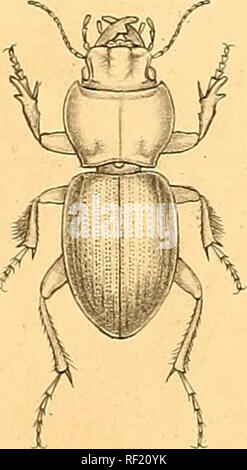 . Catalogo dei coleotteri delle regioni adiacenti alla linea di confine tra gli Stati Uniti e il Messico. Coleotteri; coleotteri; coleotteri; coleotteri; coleotteri. . Si prega di notare che queste immagini vengono estratte dalla pagina sottoposta a scansione di immagini che possono essere state migliorate digitalmente per la leggibilità - Colorazione e aspetto di queste illustrazioni potrebbero non perfettamente assomigliano al lavoro originale. Le Conte, John Lawrence, 1825-1883. [Philadelphia] Foto Stock