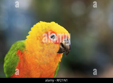 Ritratto di un bel pappagallo close up Foto Stock