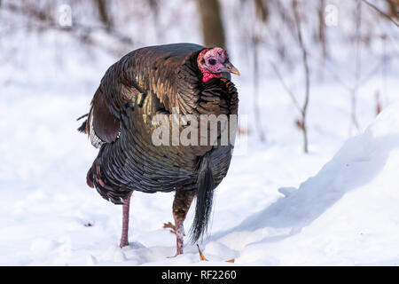 Maschio il tacchino selvatico (Meleagris gallopavo) a piedi attraverso la neve. Foto Stock